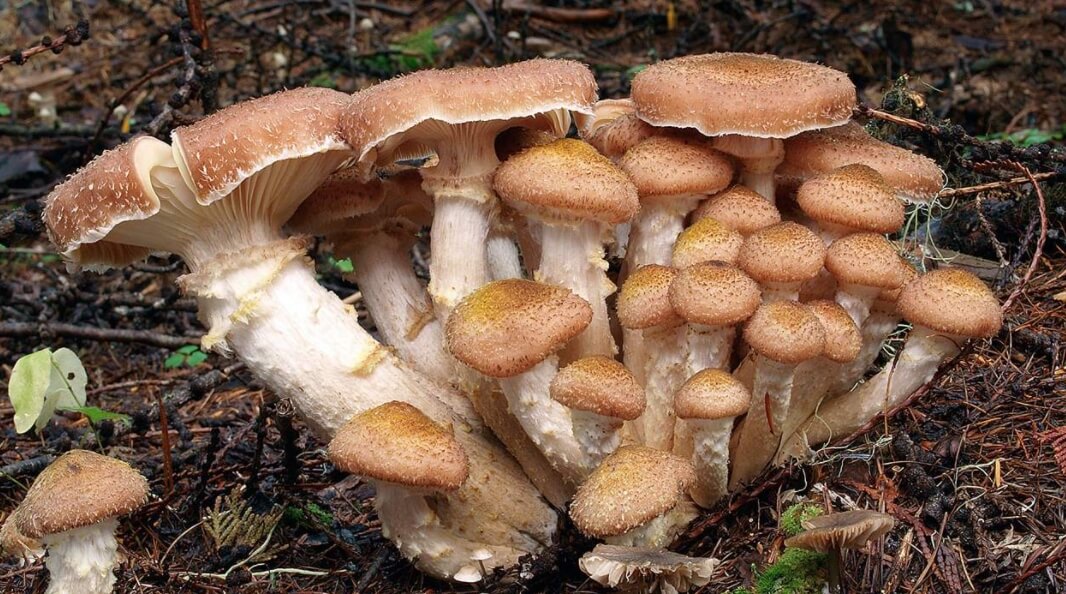 Грибы вида Armillaria ostoyae. Фото.