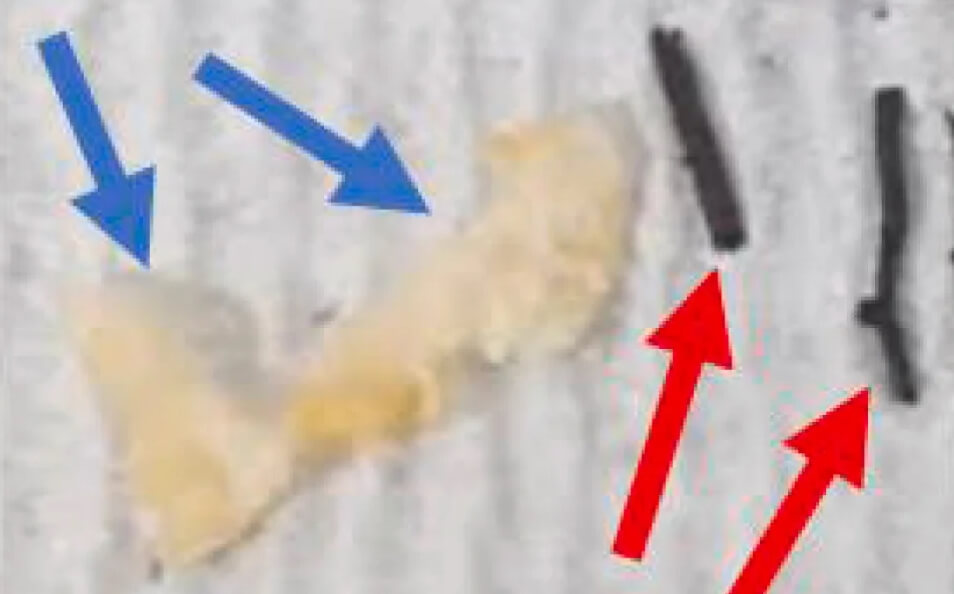 Искусственные (слева) и дикие (справа) ризоморфы. Фото.