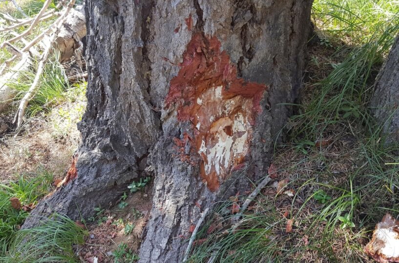 Грибница проникает внутрь деревьев и крадет у них питательные вещества. Фото.