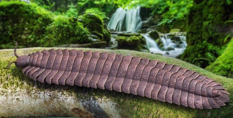 326 миллионов лет назад на Земле жили многоножки размером с автомобиль. В Англии найдена окаменелость многоножки Arthropleura — самой большой в истории Земли. Фото.