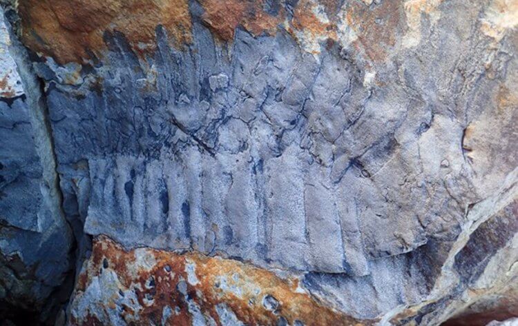 326 миллионов лет назад на Земле жили многоножки размером с автомобиль