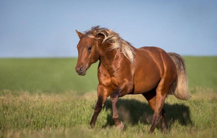 Почему природа Австралии гибнет? Лошадь брамби. Фото.