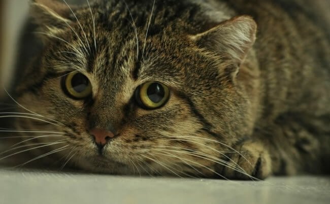 Ученые сделали австралийских животных ядовитыми для кошек. Фото.