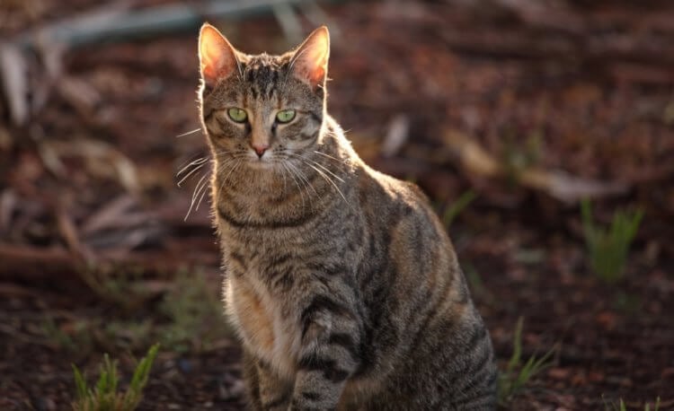 Ученые сделали австралийских животных ядовитыми для кошек
