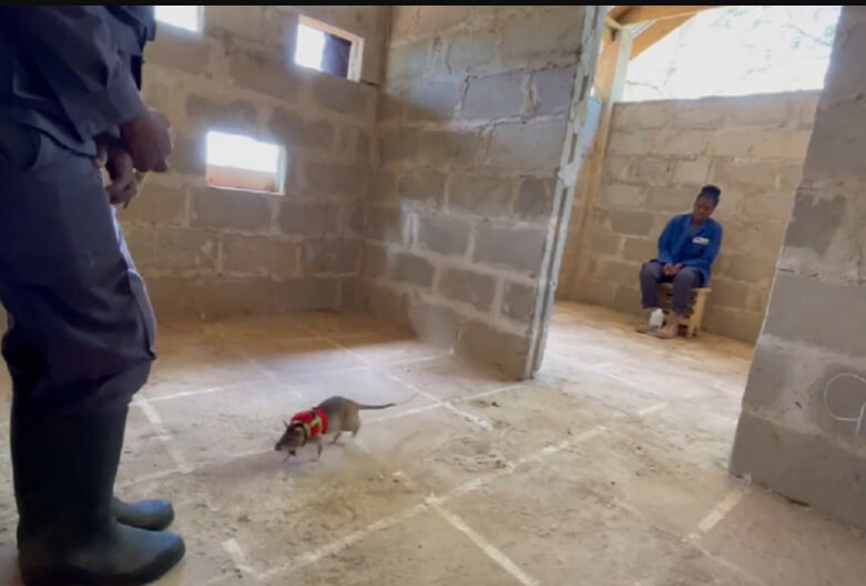 Специалисты начали дрессировку крыс с обучения возвращаться в исходную точку по звуковому сигналу. Фото.