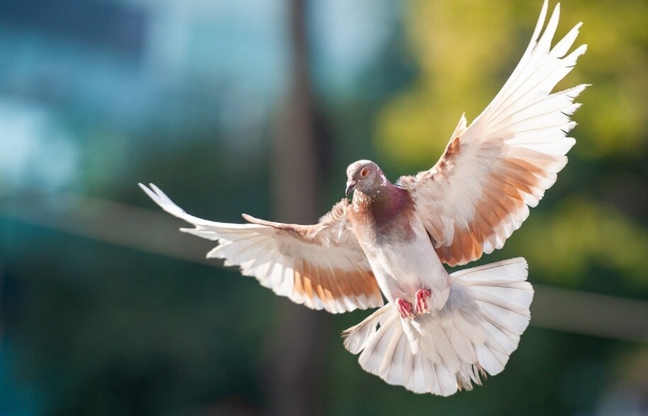 Ученые предложили новый способ спасения птиц от столкновений со зданиями. Фото.