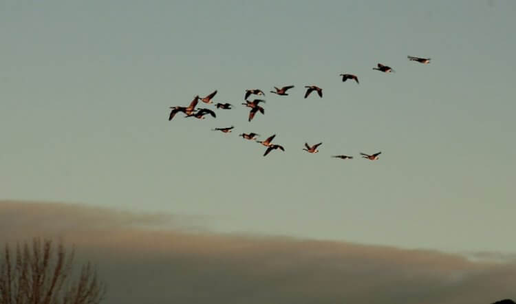 Использование белого шума для защиты птиц. Полуостров Делмарва был выбран потому, что через него пролетает много птиц. Фото.