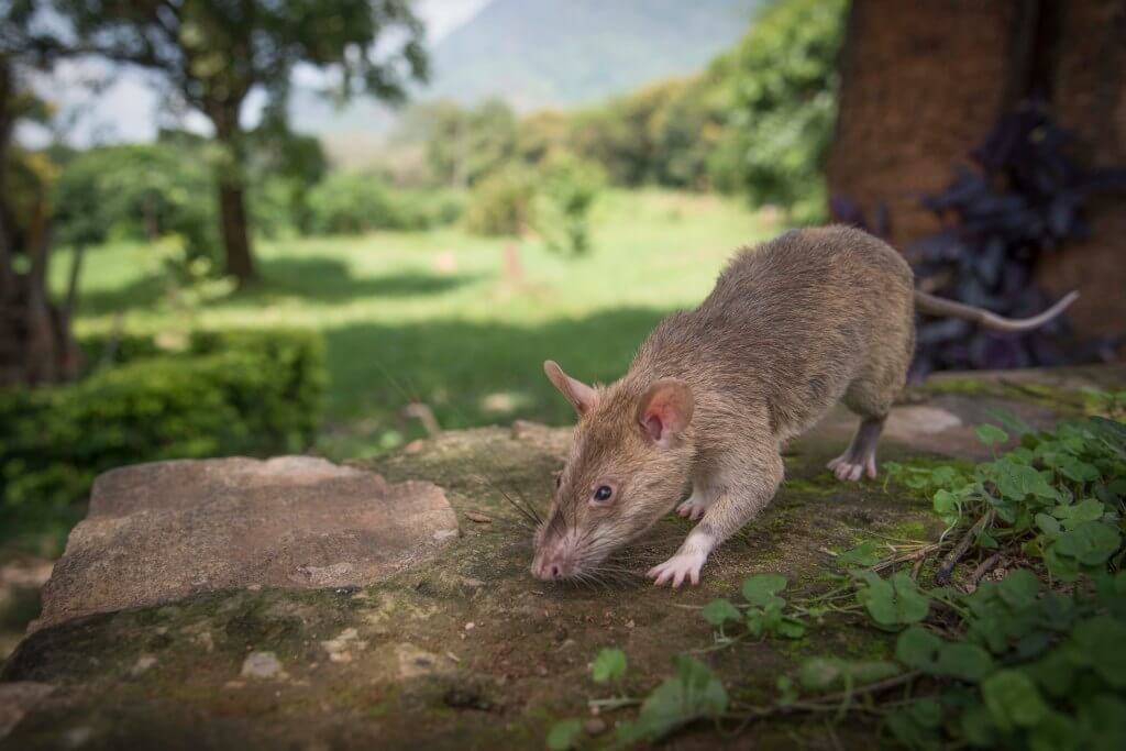 В Бельгии для спасения людей предлагают использовать гигантских крыс. Фото.