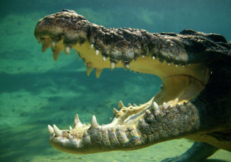 Как дышат крокодилы? Крокодилы могут задерживать дыхание даже с открытым ртом. Фото.