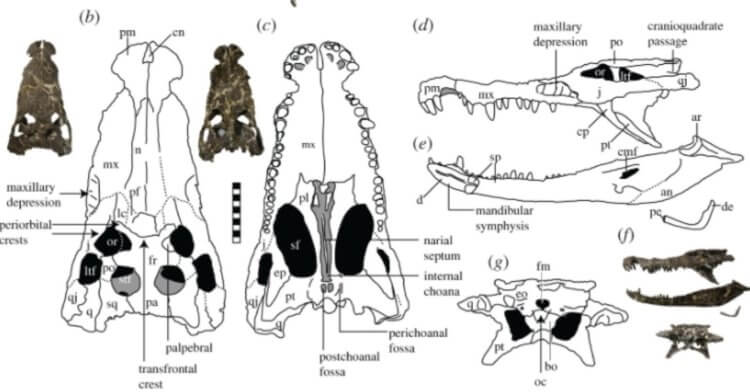 Особенности древних крокодилов. Составные части черепа древнего крокодила. Фото.