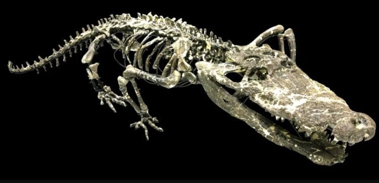 Особенности древних крокодилов. Скелет древнего крокодила Amphicotylus milesi. Фото.