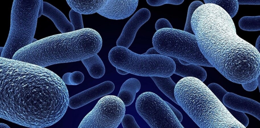 В глубинах морей и океанов обитают аэробные бактерии. Фото.