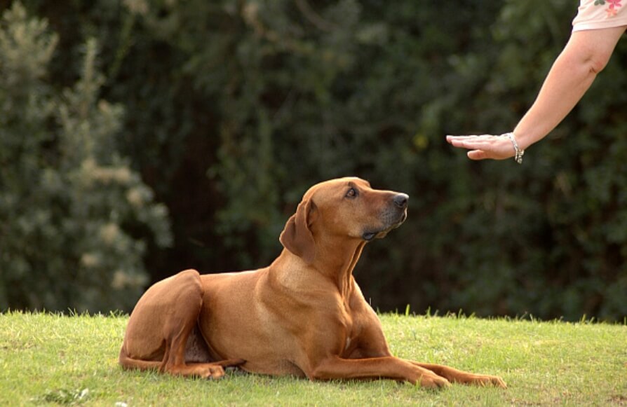Умеют ли собаки говорить? Многие собаки, о которых рассказывали участники опроса, были дрессированными. Умеют ли собаки говорить? Многие собаки, о которых рассказывали участники опроса, были дрессированными. Фото.