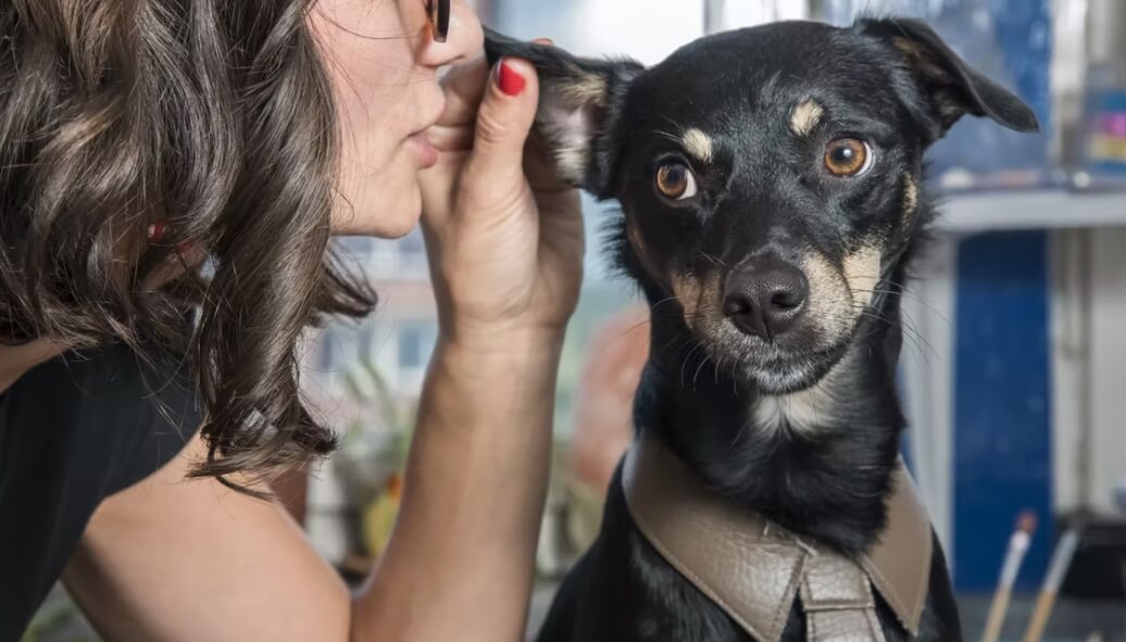 Словарный запас собак оказался таким же, как у двухлетних детей. Собаки понимают человеческую речь благодаря словарному запасу до 200 слов. Словарный запас собак оказался таким же, как у двухлетних детей. Собаки понимают человеческую речь благодаря словарному запасу до 200 слов. Фото.