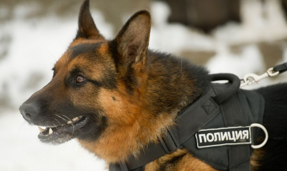 Сколько слов знают собаки? Служебные собаки умнее обычных. Сколько слов знают собаки? Служебные собаки умнее обычных. Фото.