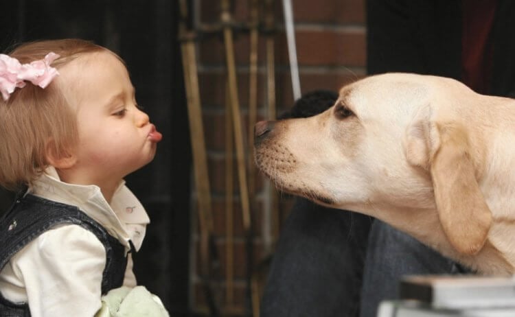 Сколько слов знают собаки? Между собаками и детьми довольно много общего. Фото.