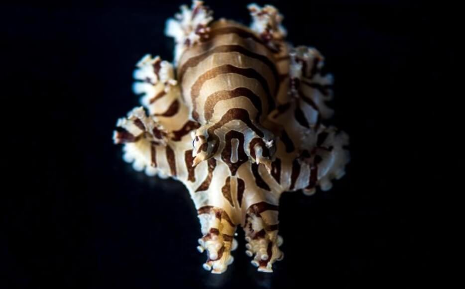 Малые полосатые осьминоги являются одними из наиболее подходящих для научных экспериментов животных. Фото.