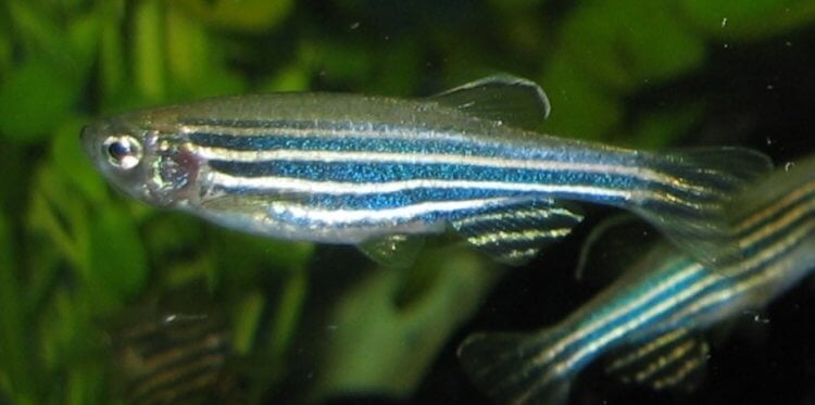Какими бывают лабораторные животные? Лабораторная рыбка данио-рерио. Фото.