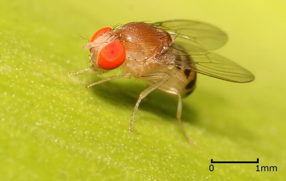 Плодовая мушка (Drosophilidae). Фото.