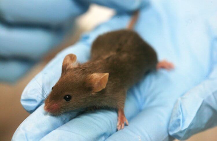 Какими бывают лабораторные животные? Лабораторная мышь вида Mus musculus. Фото.