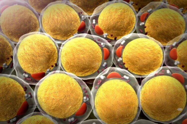Как иммунитет использует жир для борьбы с инфекциями. Жировые клетки несут в себе запас энергии, необходимый для иммунной системы. Фото.