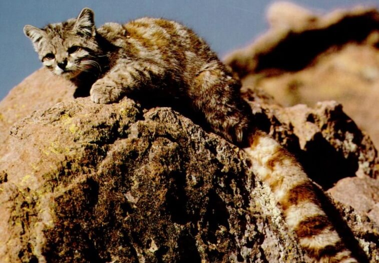 Особенности андских кошек. Еще одно фото андской кошки. Фото.