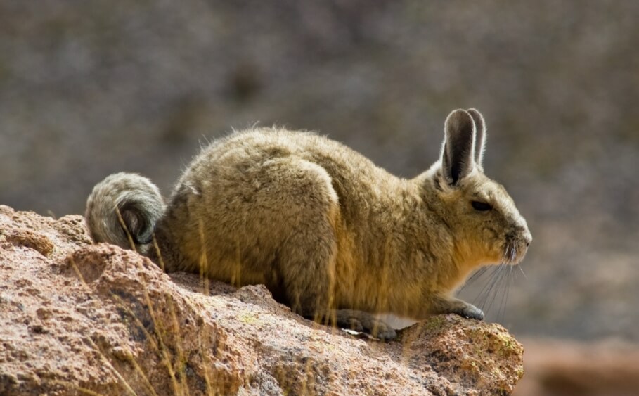 Самая мало изученная кошка в мире. Одна из горных вискаш, на которых охотятся андские кошки. Фото.