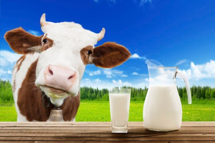 Молоко — природное снотворное? В молоке содержится трептофан и козеин, которые действуют как снотворное. Фото.