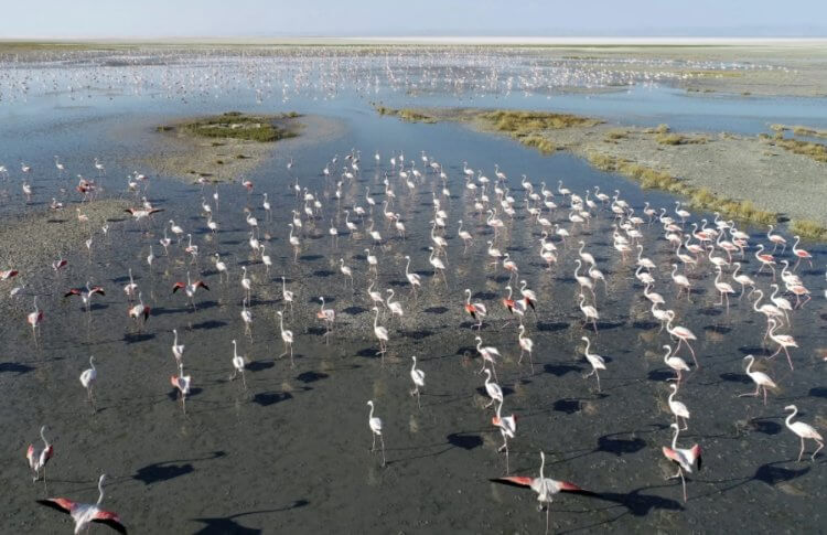 Причина осушения озера. Озеро Туз действительно было местом обитания тысяч фламинго. Фото.