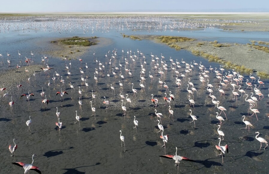 Причина осушения озера. Озеро Туз действительно было местом обитания тысяч фламинго. Фото.