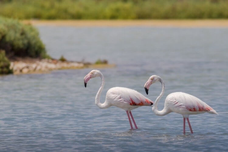 Турецкое озеро Туз почти полностью лишилось воды и скоро исчезнет. Турецкое озеро Туз было местом жительства множества фламинго, но с 2000-х годов в нем почти нет воды. Фото.