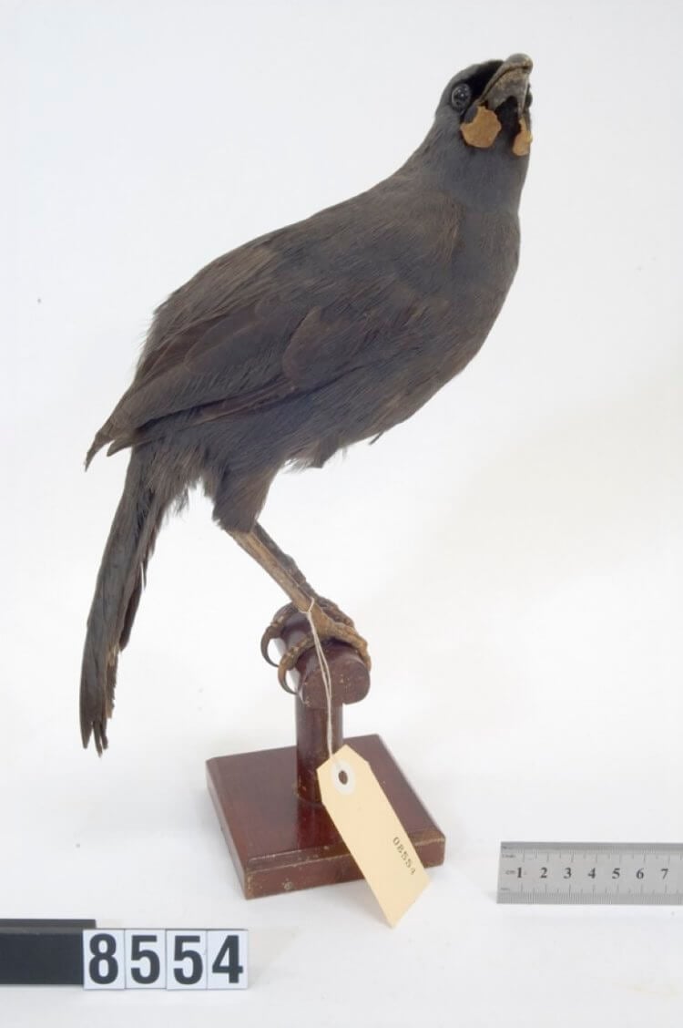 Самые редкие виды птиц. Модель птицы Кокако из Южного острова в коллекции Оклендского музея. Фото.