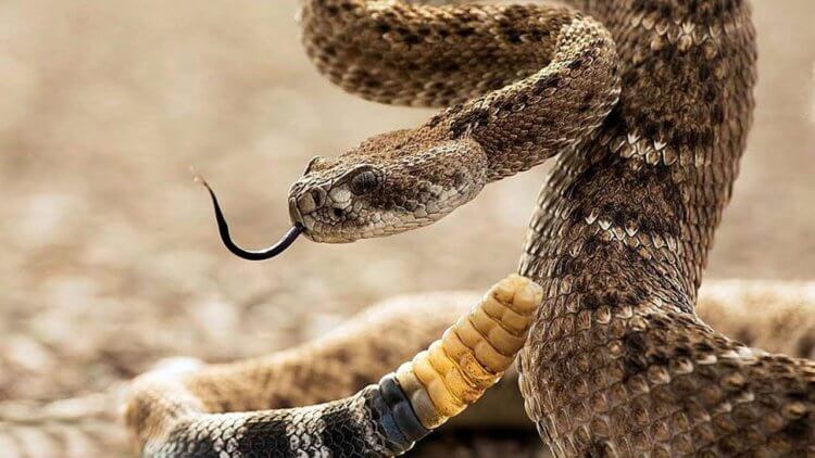 Как опасный грибок убивает змей. Гремучие змеи наиболее восприимчивы к грибку Ophidiomyces. Фото.