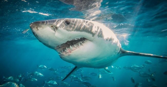 Иммунитет акул может защитить людей от коронавируса. Фото.