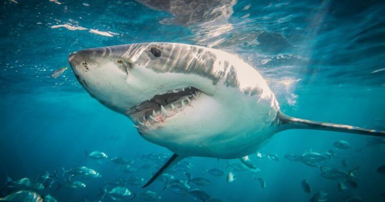Иммунитет акул может защитить людей от коронавируса. Иммунная система акул эффективно борется с коронавирусами. Фото.