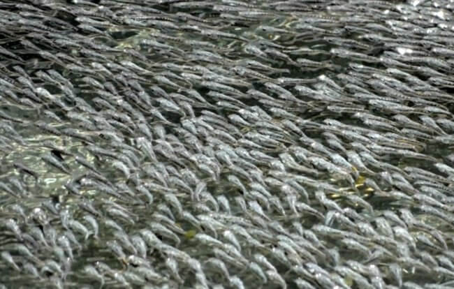 Как большие скопления рыб защищаются от нападений птиц? Фото.