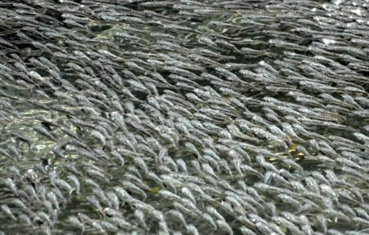 Как большие скопления рыб защищаются от нападений птиц? Стаи крошечных рыб Poecilia sulphuraria. Фото.