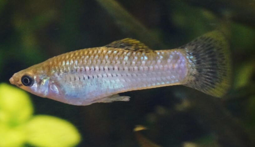Крошечные рыбы Мексики. Аквариумная рыбка пецилия. Фото.