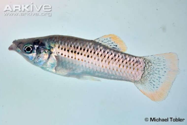 Как рыбы защищаются от птиц? Внешний вид рыбы Poecilia sulphuraria. Фото.