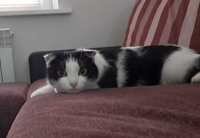 Особенности характера кошек. Еще одну фотографию вы могли видеть в статье «Почему кошки любят сидеть в коробках?». Фото.