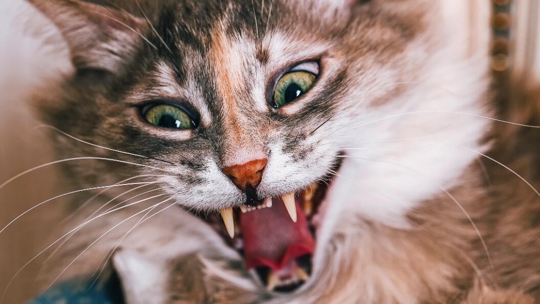 Тест на психопата для кошек. Кошки бывают разные, от очень спокойных до агрессивных и непослушных. Фото.