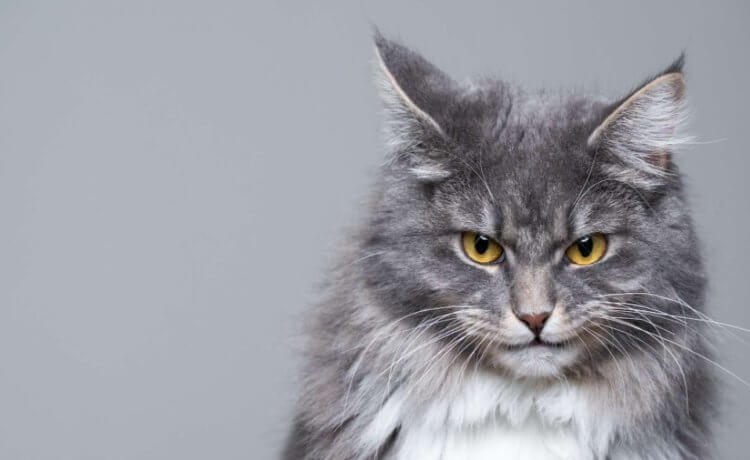 Ученые разработали тест для выявления кошек-психопатов. Как и где его пройти? Ученые доказали, что кошки могут быть психопатами. Фото.