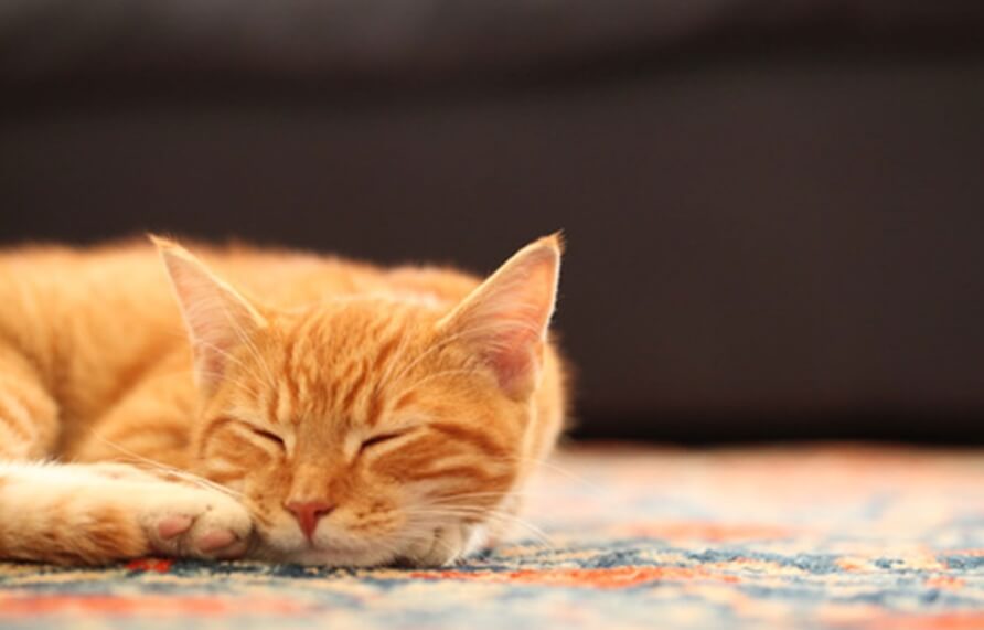 Особенности характера кошек. Впрочем, удивляться нечему — британские ученые уже давно прославились тем, что открывают очевидные вещи. Фото.