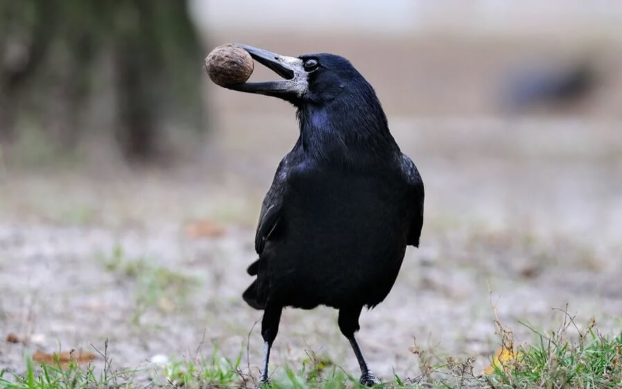 Насколько умны вороны? Вороны по праву считаются одними из самых умных птиц в мире. Насколько умны вороны? Вороны по праву считаются одними из самых умных птиц в мире. Фото.