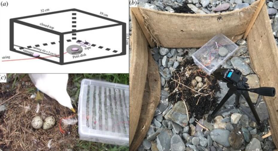 Насколько умны чайки? Головоломка для чаек. Насколько умны чайки? Головоломка для чаек. Фото.