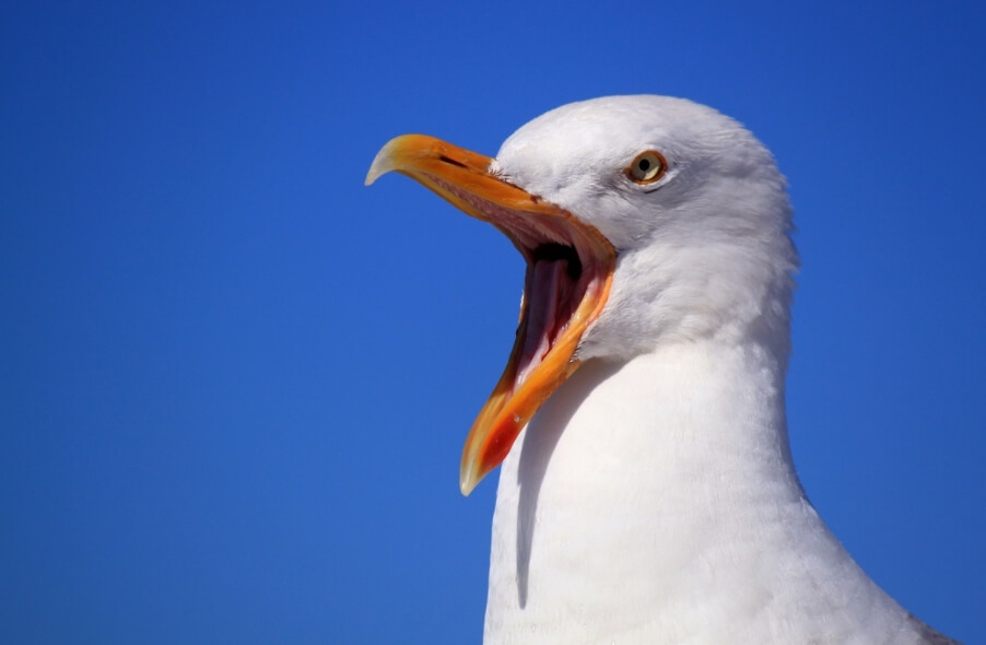 Какие птицы умеют решать логические задачи и как это помогает им выжить? Чайки оказались гораздо умнее, чем считалось раньше. Какие птицы умеют решать логические задачи и как это помогает им выжить? Чайки оказались гораздо умнее, чем считалось раньше. Фото.