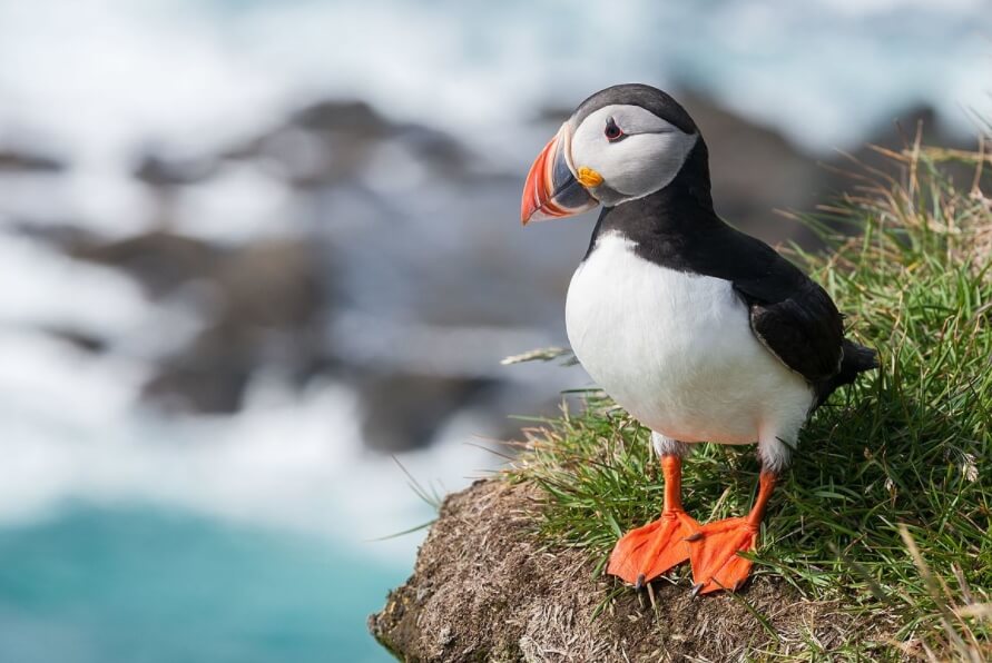 Насколько умны попугаи? Птица тупик (Fratercula arctica). Насколько умны попугаи? Птица тупик (Fratercula arctica). Фото.