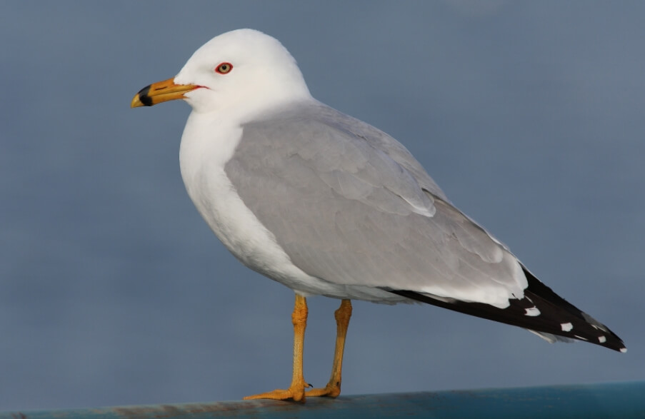 Насколько умны чайки? Делавэрская чайка (Larus delawarensis). Насколько умны чайки? Делавэрская чайка (Larus delawarensis). Фото.