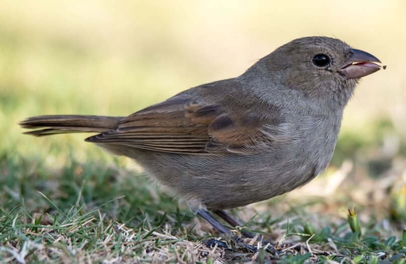 Тест на вытягивание веревки. Барбадосский снегирь (Loxigilla barbadensis). Тест на вытягивание веревки. Барбадосский снегирь (Loxigilla barbadensis). Фото.