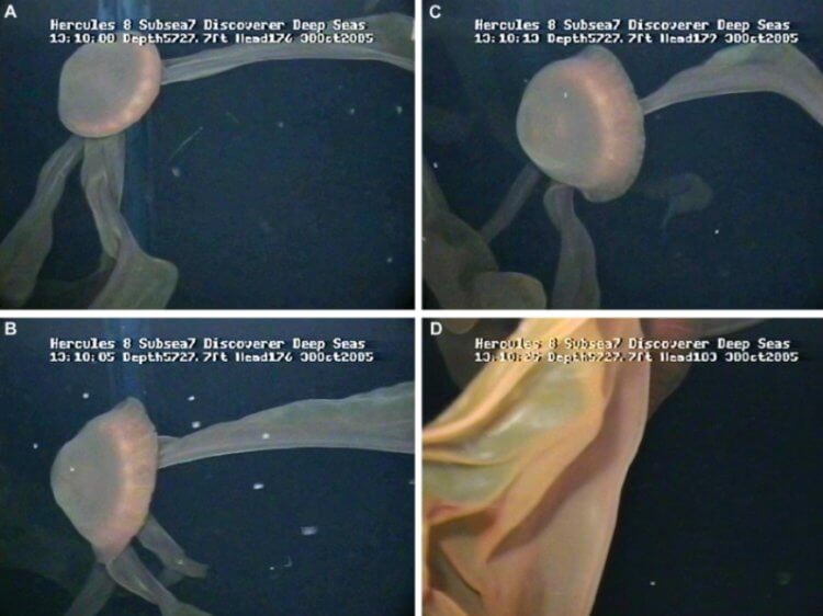 Робот снял на видео редкую медузу гигантских размеров